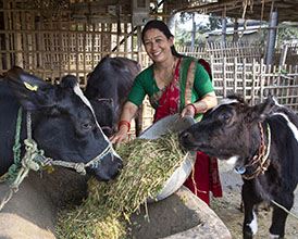 AAF et Heifer Netherlands annoncent un partenariat au Népal